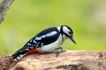 Naklejka premium Buntspecht&nbsp;(Dendrocopos major)