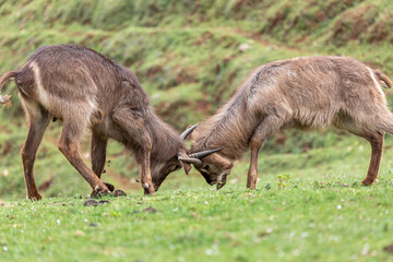 Waterbucks, males, fighting each other. Kobus ellipsiprymnus. Cabárceno Nature Park, Cantabria, Spain.