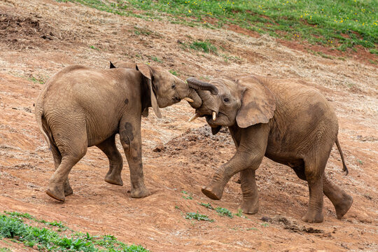 African loxodonta. Young African elephants competing. Cabárceno Nature Park, Cantabria, Spain.