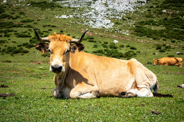 Cows around Covadonga lakes, Picos de Europa, Asturias, Spain