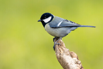 Kohlmeise (Parus major)