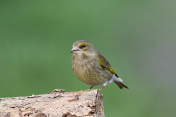 Grünfink (Chloris chloris)
