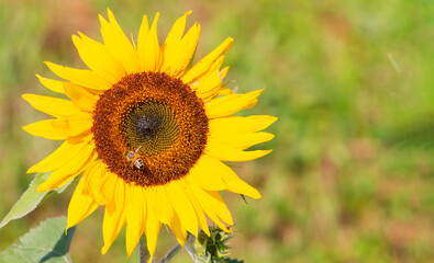 Fototapeta premium Yellow Sunflower flower in the field, sunflower oil is made from seeds