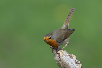 Rotkehlchen (Erithacus rubecula)