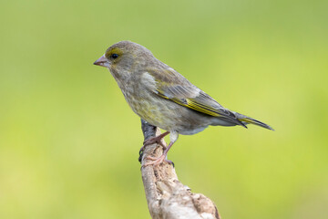 Obraz premium Grünfink&nbsp;(Chloris chloris)