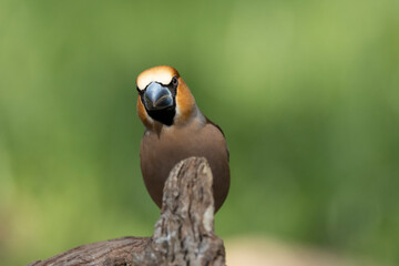 Kernbeißer (Coccothraustes coccothraustes)