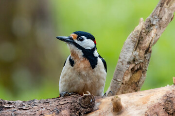 Buntspecht (Dendrocopos major)