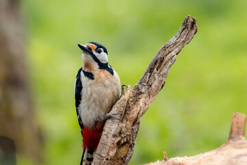 Buntspecht (Dendrocopos major)