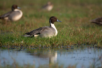 Close up of Northern pintail bird resting in the grass with use of selective focus 