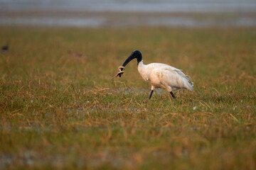 Black headed ibis bird preying on a snake with use of selective focus 