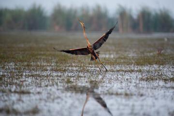 Purple heron bird flying out of water with use of selective focus 