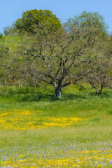 Wildflower super bloom. Field of yellow flowers at Carrizo Plain, California