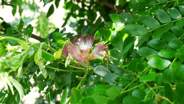 Monkey pod tree (Samanea saman, rain tree, giant thibet, inga saman, cow tamarind, East Indian walnut, soar, suar) flower natural background