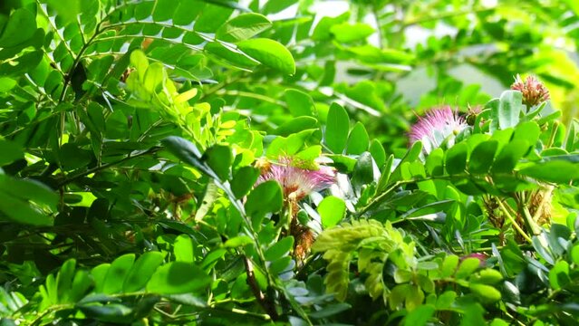 Monkey pod tree (Samanea saman, rain tree, giant thibet, inga saman, cow tamarind, East Indian walnut, soar, suar) flower natural background