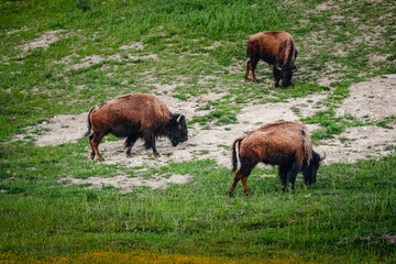 American bison grazing in a spring meadow.