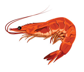 Shrimp Seafood Animal Sea Vector Illustration