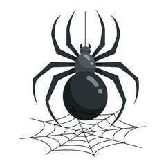 Spider Web 