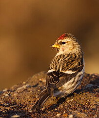 Common redpoll (Acanthis flammea) feeding on seeds on the ground in early spring.