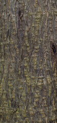 Details of the bark of harpephyllum caffrum