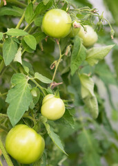green tomatoes on branches close-up of a bush blurred photo