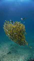 Fototapeta na wymiar Artistic underwater photo of schools fish in the deep blue sea.