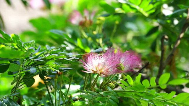 Monkey pod tree (Samanea saman, rain tree, giant thibet, inga saman, cow tamarind, East Indian walnut, soar, suar) flower natural background