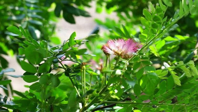 Monkey pod tree (Samanea saman, rain tree, giant thibet, inga saman, cow tamarind, East Indian walnut, soar, suar) flower natural background
