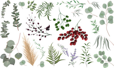 Mix of herbs and plants vector big collection. Juicy eucalyptus, deadwood, green plants and leaves. All elements are isolated. Green and red berries, lavender. 