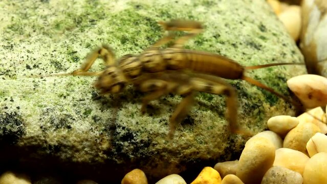 Stonefly nymph (Claassenia sabulosa) clinging to a rock in a trout stream, wide view