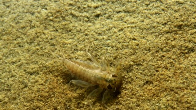 Mayfly nymph (Cinygma sp.) moving on a rock in a trout stream