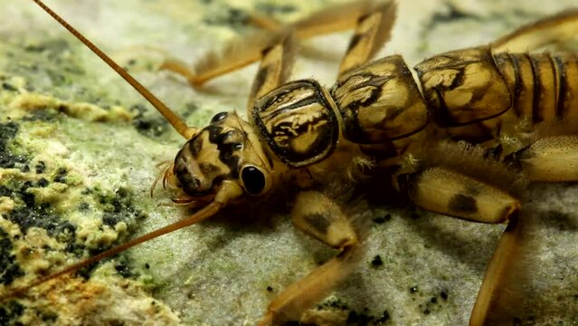 Stonefly nymph (Claassenia sabulosa) clinging to a rock in a trout stream, close-up