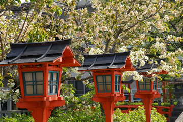 六孫王神社の八重桜