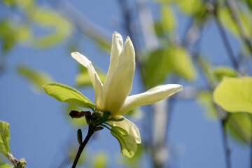 キンジュモクレン