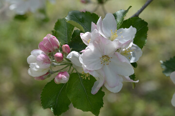 ケントの花　ニュートンのリンゴの花