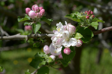 Fototapeta na wymiar ケントの花　ニュートンのリンゴの花