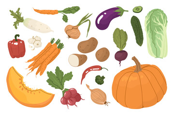 A set of vegetables after harvest. Farm products, organic farming. Different types of vegetables. Cruciferous, pacholic, root crops. Vector illustration for farmers and food markets.