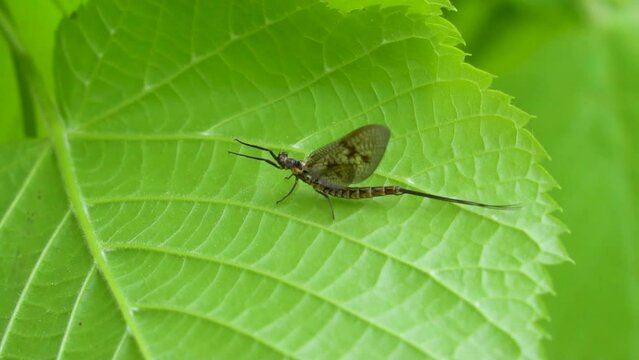 adult may fly insect sitting on green leaf