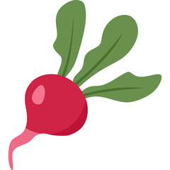 Beetroot Illustration
