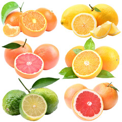 Set of citrus fruits isolated