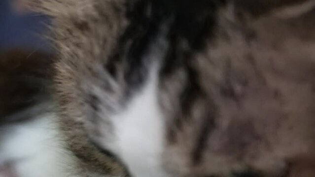A close up shot of an Angora cat with white and brown fur