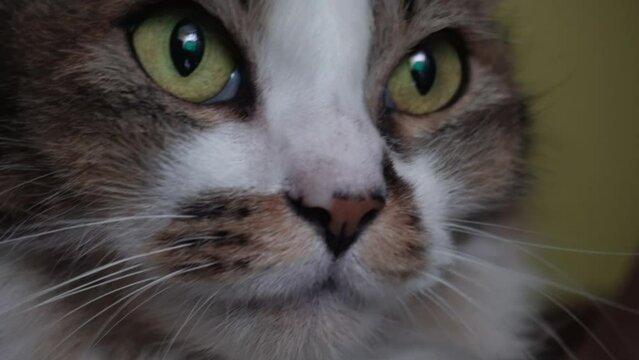 A close up shot of an Angora cat with white and brown fur