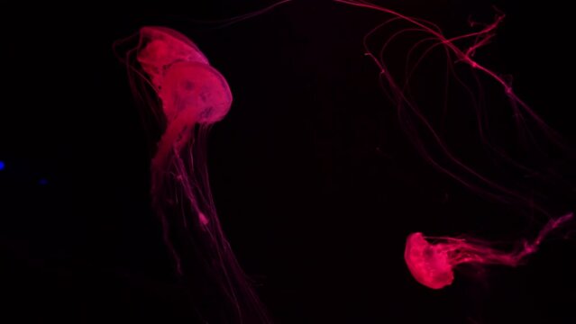 Group of fluorescent jellyfish swimming underwater aquarium pool. The Japanese sea nettle chrysaora pacifica in aquarium with red neon light. Theriology, tourism, diving, undersea life.