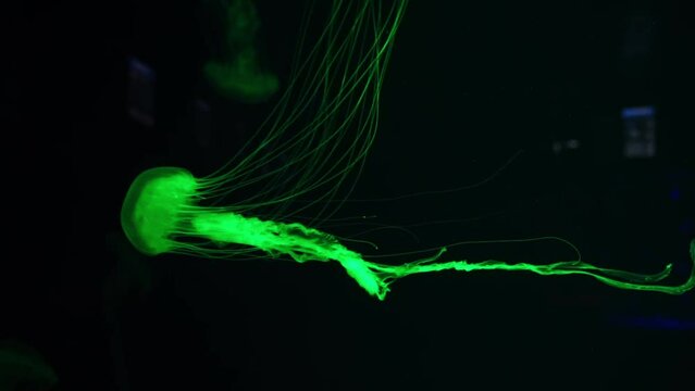 Fuorescent jellyfish swimming underwater aquarium pool. The Japanese sea nettle chrysaora pacifica in aquarium with blue neon light. Theriology, tourism, diving, undersea life.