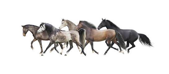 Fototapeta na wymiar Herd of horses running , isolated without background