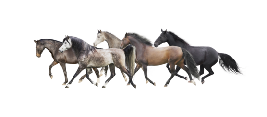 Herd of horses running , isolated without background