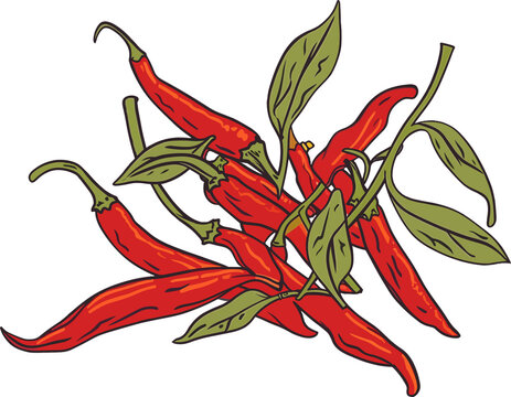Eine Gruppe rote Chilis, transparenter Hintergrund