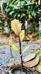 autumn leaves on the water