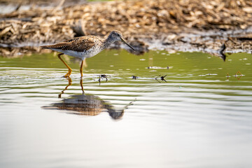 Greater yellowlegs (Tringa melanoleuca) walking in shallow water.