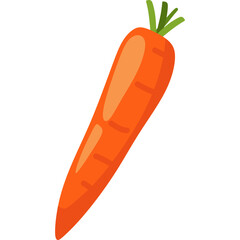 Carrot Illustration