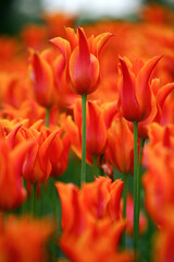 Orange tulips shot in open aperture macro. Great photo for the spring season.
